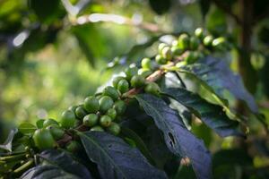 Fresco café frijoles en árbol en Indonesia café plantación. foto