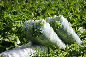 Harvested Chinese Cabbage in the fields photo