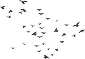 A flock of flying birds silhouette, flight in different positions. Hover, soaring, landing, flying, flutter. Isolated vector