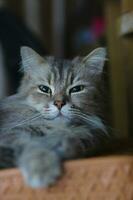 Cat with green eyes is relaxing on a chair. photo