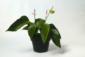 Anthurium houseplant on white background photo