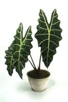 Alocasia plant on white background. photo