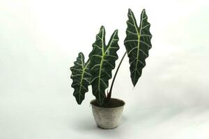 Alocasia plant on white background. photo