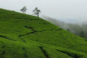 Tea plantation landscape in the morning photo