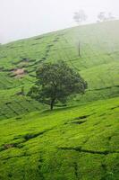 Tea plantation landscape in the morning photo