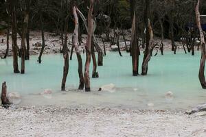 Dead trees on crater floor photo