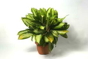 Aglaonema on white background. photo
