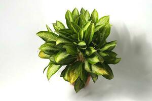 Aglaonema on white background. photo