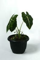 Alocasia plant on white background photo