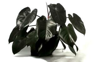 Philodendron Royal Queen on white background. photo