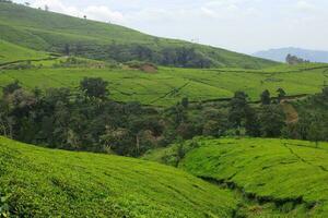 Tea plantation landscape in the morning photo