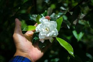 White flowers in hand photo