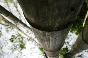 bambú árbol en el bosque foto