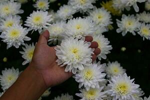 Chrysanthemum flowers in full bloom in Indonesia greenhouse photo