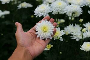 Chrysanthemum flowers in full bloom in Indonesia greenhouse photo