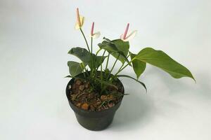 Anthurium houseplant on white background photo