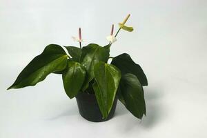 Anthurium houseplant on white background photo