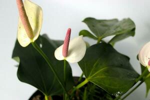 White Anthurium houseplant on white background photo