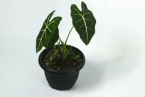 Alocasia plant on white background photo