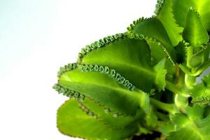 Mother of Thousands plant on a black pot isolated on white background photo