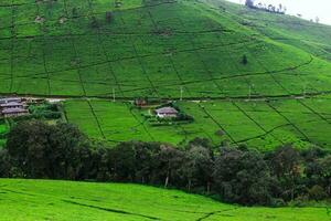 Remote village in the middle of a tea plantation shrouded in mist in the morning photo