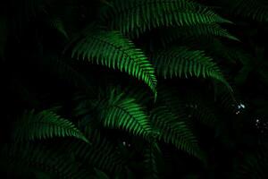 Fern leaves background photo