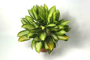 Aglaonema on white background. photo