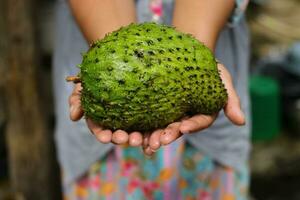 Raw Soursop on hand photo