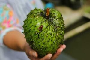 Raw Soursop on hand photo