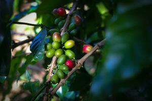 Fresco café frijoles en árbol en Indonesia café plantación. foto