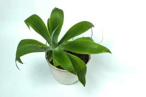 Foxtail agave on white pot isolated on white background photo