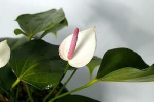Anthurium houseplant on white background photo