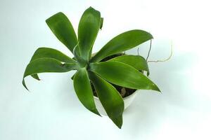 Foxtail agave on white pot isolated on white background photo