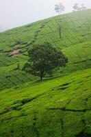 Tea plantation landscape in the morning photo