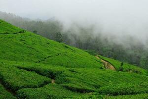 Tea plantation landscape in the morning photo