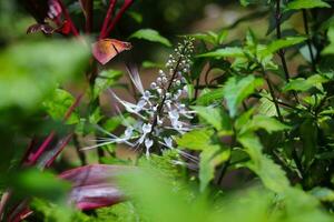 Orthosiphon aristatus in the garden photo