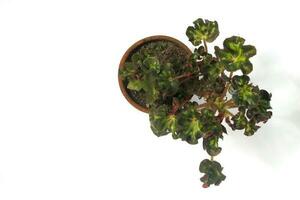 Begonia houseplant on white background photo