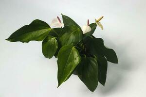 Anthurium houseplant on white background photo
