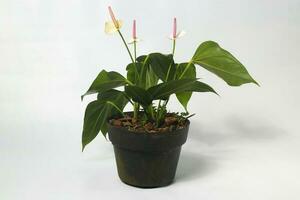 Anthurium houseplant on white background photo