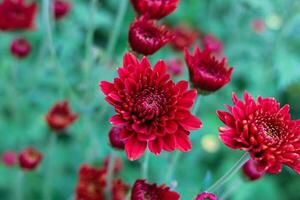 rojo crisantemo flores en lleno floración foto