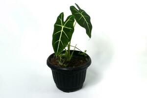 Alocasia plant on white background photo