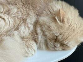 Cute cat sleeping photo