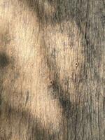 Old wood texture background photo