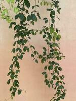 Green leaves plant on concrete wall photo