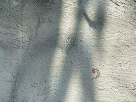 Leaves shadow background on concrete wall texture, leaves tree branches shade with sunlight photo