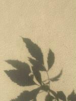 Leaves shadow background on concrete wall texture, leaves tree branches shade with sunlight photo