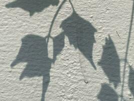 Leaves shadow background on concrete wall texture, leaves tree branches shade with sunlight photo