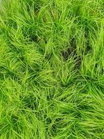 Grass for cats in a plant store, close up top view photo