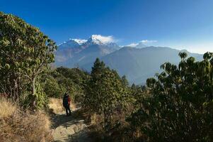 A young traveller trekking on forest trail , Nepal photo