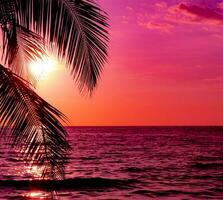 Sunset view on beautiful day with plam tree on the tropical sea beach background photo